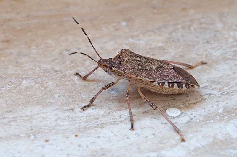 Halyomorpha da id:  Halyomorpha halys (Pentatomidae)